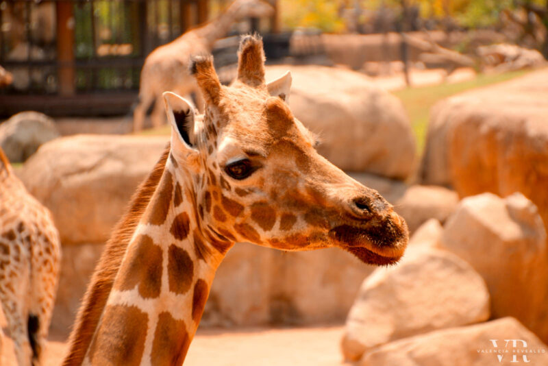 Closeup of a giraffe at Bioparc Valencia