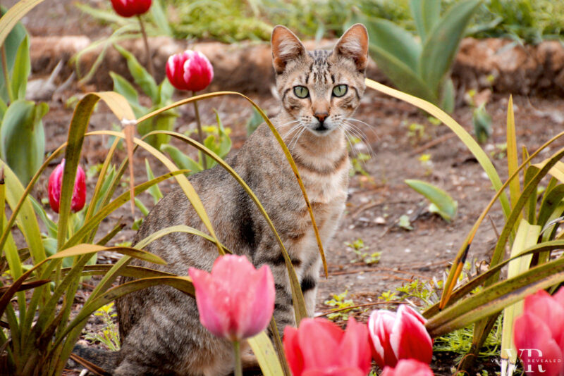 A tabby cat among pink tulips at the Botanical Gardens in Valencia