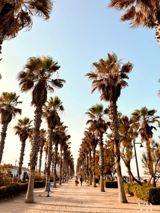 A sandy promenade lined with palm trees by the El Cabanyal  Beach in Valencia