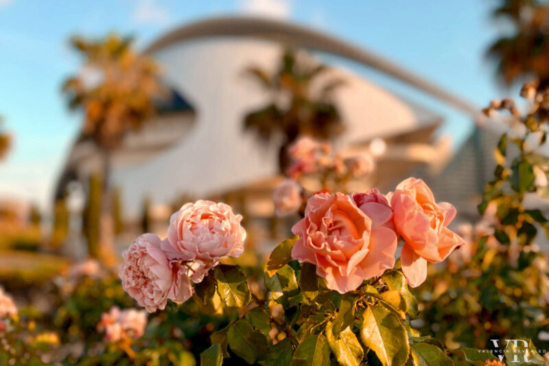 Pink roses with the Reina Sofía Opera House in the background