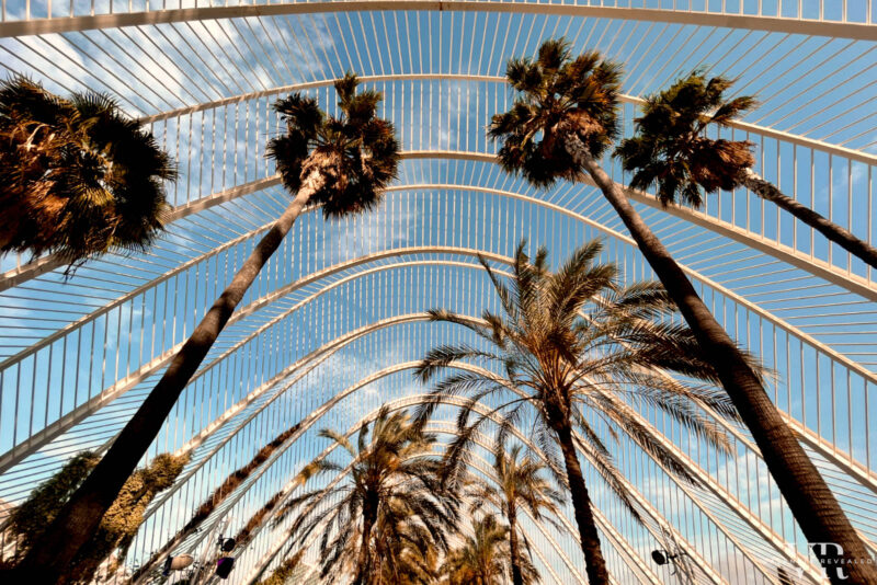 Palm trees inside L'Umbracle