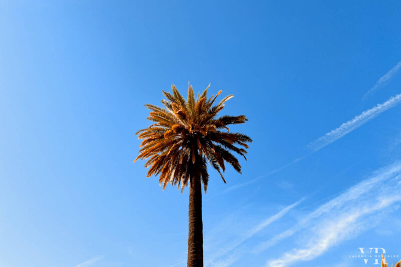 A lone palm tree against a perfectly blue sky