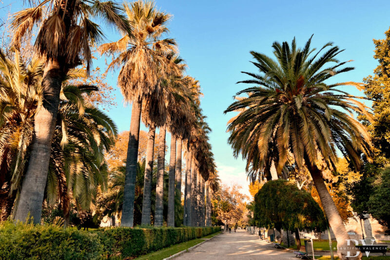 Palm tree lined alley at the Viveros Gardens in Valencia