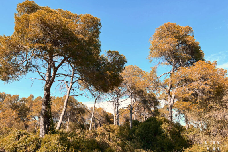 Tall pine trees in El Saler forest