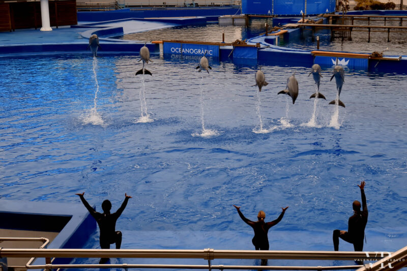 Sevel dolphins jumping through the air as part of a show