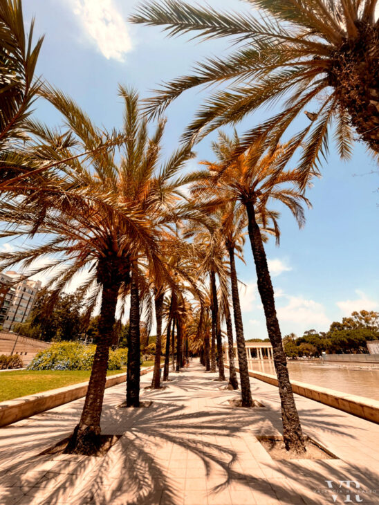 A palm tree lined promenade by a rectangular pond
