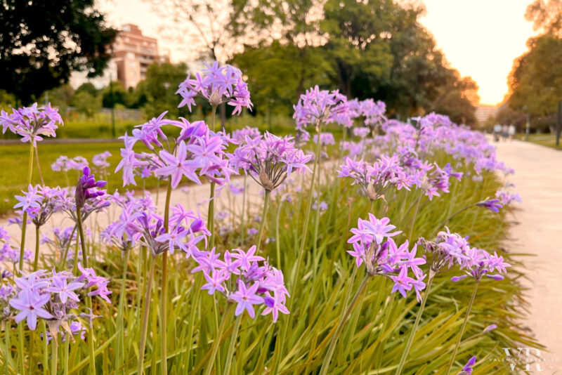 Purple flowers along a pathway