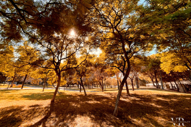 Gold colored foliage on Turia Park