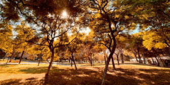Sun shining through golden leaves of trees in Turia Park