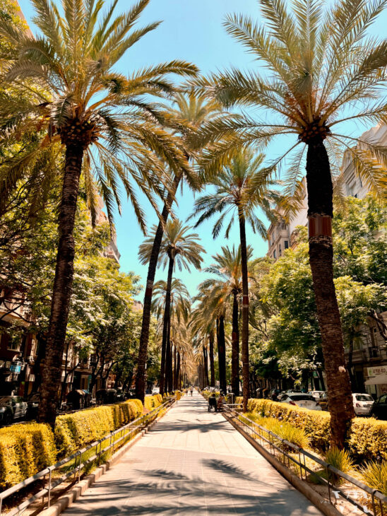 A palm tree lined promenade in Eixample