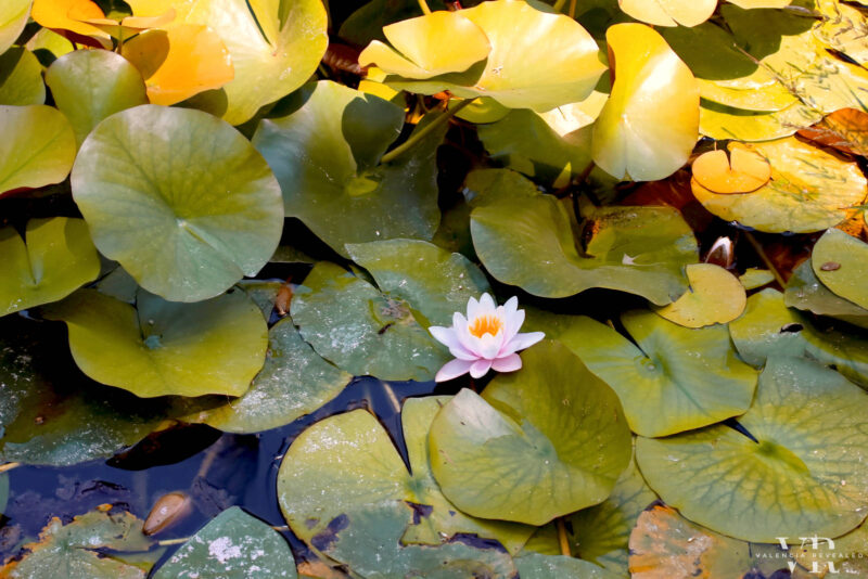 Waterlily in bloom at the Botanical Garden in Valencia