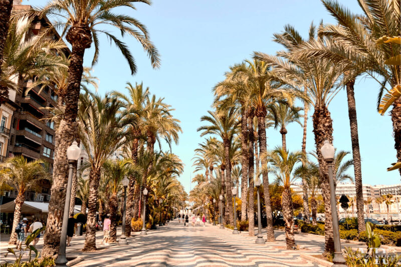 A beautiful palm tree lined promenade in Alicante