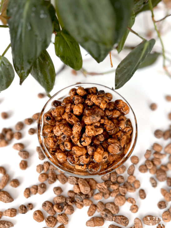 Soaked tiger nuts in a bowl