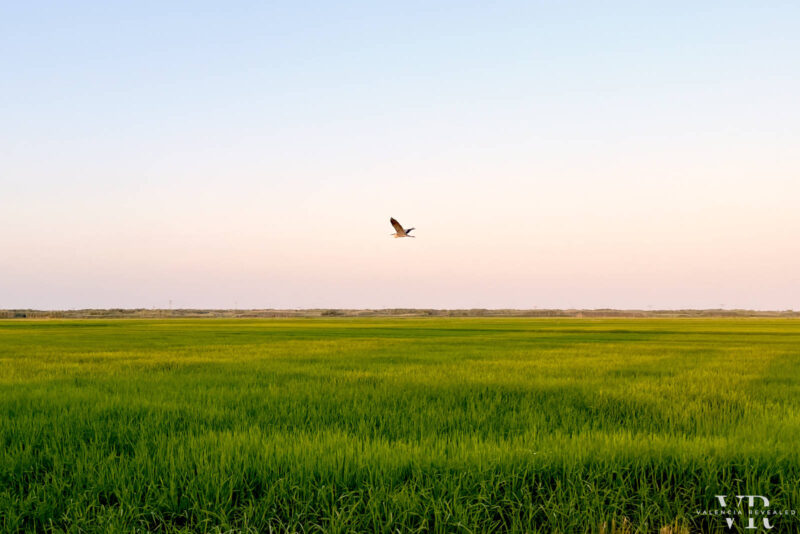 Bird flying over the rice fields in Albufera Natural Park