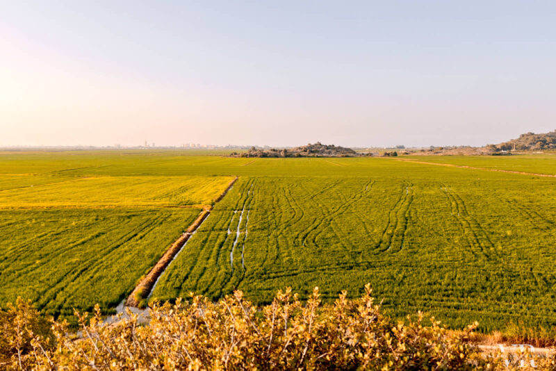 Panoramic view of Albufera's rice fields