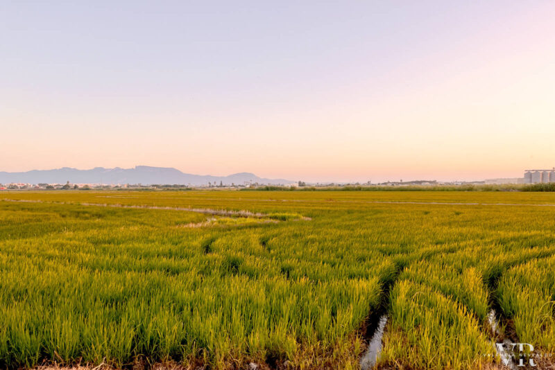 Sunset over the rice fields in Albufera Park near Valencia